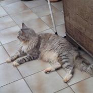 Maine Coon Rushcutter´s Uncle Sam