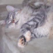 Maine Coon Rushcutter´s Uncle Sam