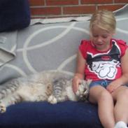 Maine Coon Rushcutter´s Uncle Sam