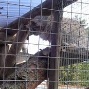 Maine Coon Rushcutter´s Uncle Sam