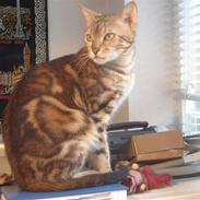 Bengal Katja
