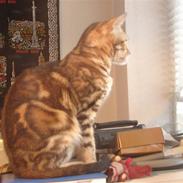 Bengal Katja