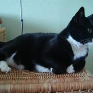 Blanding af racer Miller