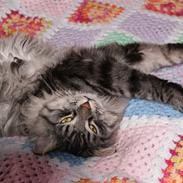 Blanding af racer Oscar