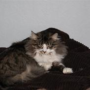 Blanding af racer Oscar