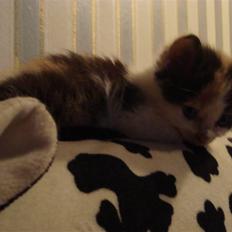 Blanding af racer Cassopaia