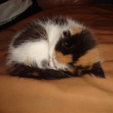 Blanding af racer Cassopaia