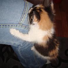 Blanding af racer Cassopaia