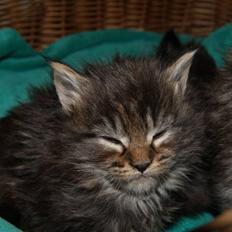 Maine Coon Princess Leia