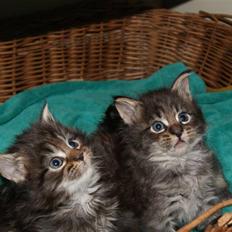 Maine Coon Princess Leia