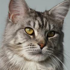Maine Coon Gugger's Usher