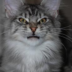 Maine Coon Gugger's Usher