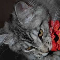 Maine Coon Gugger's Usher