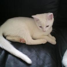 Blanding af racer dingo (død)