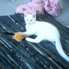 Blanding af racer dingo (død)