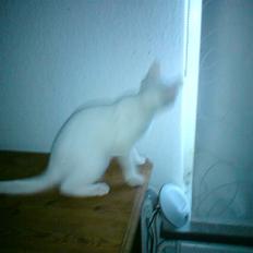 Blanding af racer dingo (død)