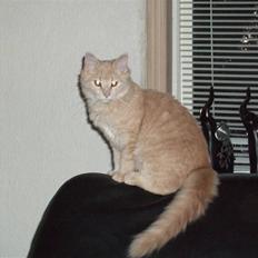 Blanding af racer Åge