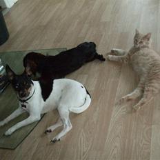 Blanding af racer Åge