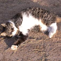 Blanding af racer Gråberg