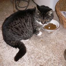 Blanding af racer Gråberg