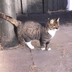 Blanding af racer Gråberg