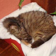 Blanding af racer R.I.P. Pjuske