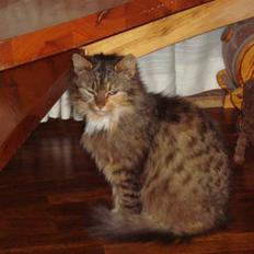 Blanding af racer R.I.P. Pjuske