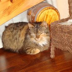 Blanding af racer R.I.P. Pjuske