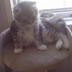 Blanding af racer Felix - Bortgivet! :(