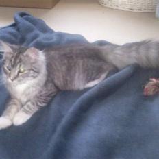 Blanding af racer Felix - Bortgivet! :(