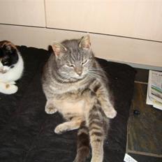 Blanding af racer Pjuske Nuser