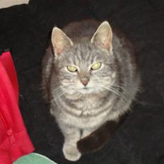 Blanding af racer Pjuske Nuser