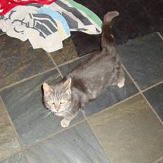 Blanding af racer Pjuske Nuser