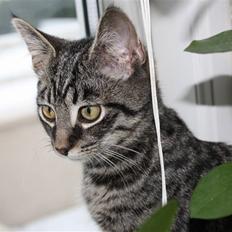 Blanding af racer Hector R.I.P