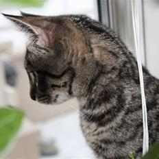 Blanding af racer Hector R.I.P