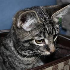 Blanding af racer Hector R.I.P