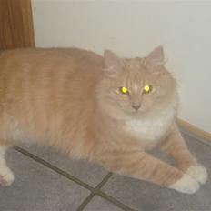 Blanding af racer røde 