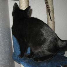 Blanding af racer Nicolai