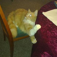 Norsk Skovkat Monti Rip :'(