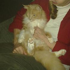 Norsk Skovkat Monti Rip :'(