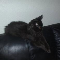 Maine Coon Liva *EFTERLYSES*