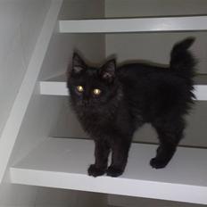 Maine Coon Liva *EFTERLYSES*