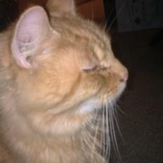 Maine Coon Futte løbet væk snøft