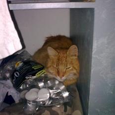 Maine Coon Futte løbet væk snøft