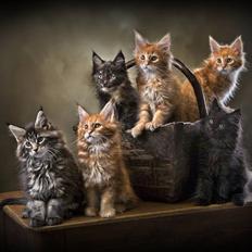 Maine Coon EkiriCoon´s Calypso