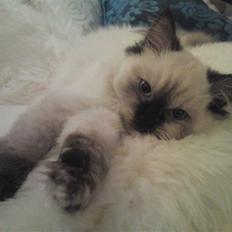 Blanding af racer Sugar Pie Honey Bunny