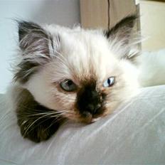 Blanding af racer Sugar Pie Honey Bunny