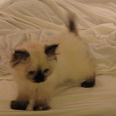 Blanding af racer Sugar Pie Honey Bunny