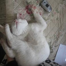 Blanding af racer Den søvnige Nisse