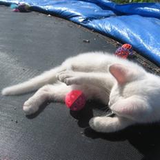 Blanding af racer Den søvnige Nisse